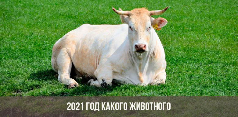 2021 год какого животного