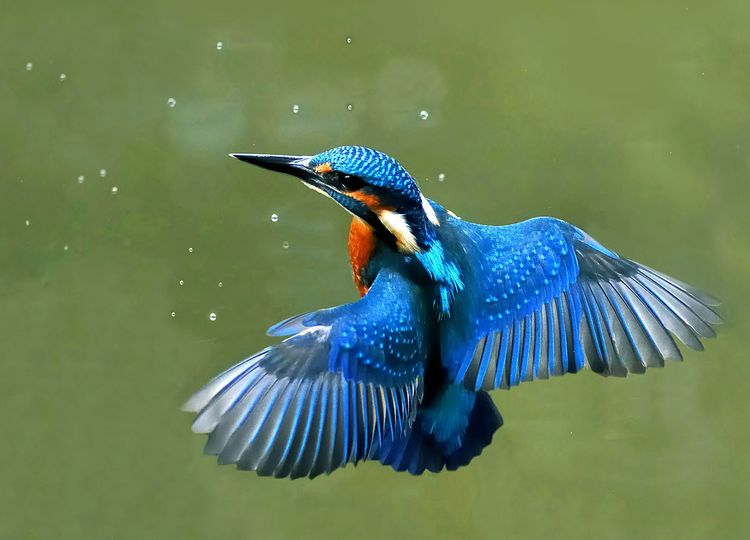 Зимородок обыкновенный