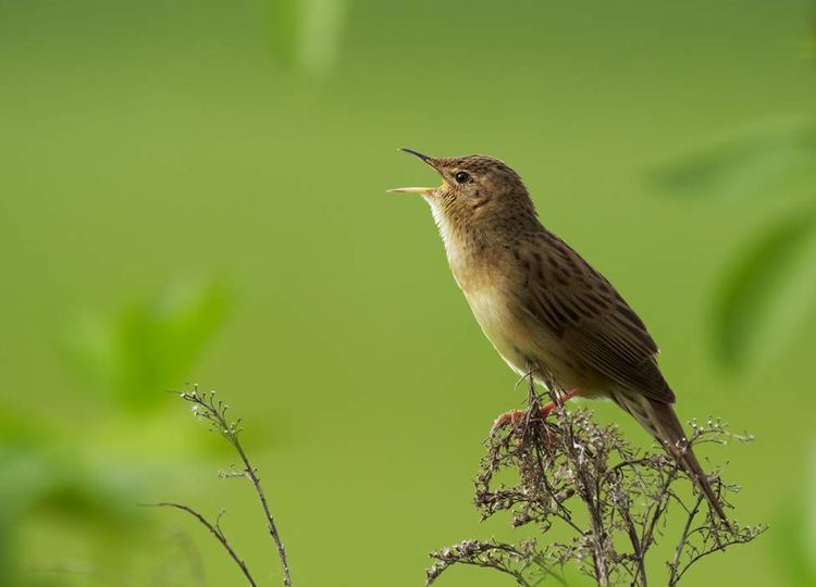 Речной сверчок