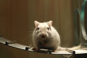Гороскоп для Крысы в 2021 году