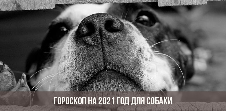 Гороскоп на 2021 год для Собаки