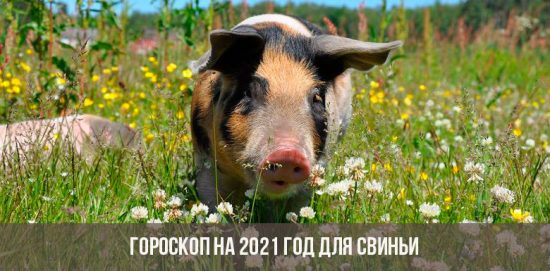 Гороскоп на 2021 год для Свиньи