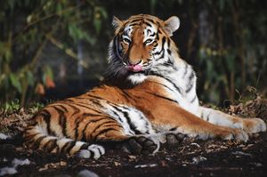 Гороскоп здоровья для Тигров на 2021 год