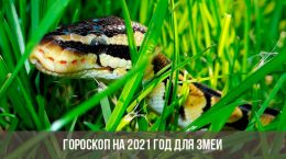 Гороскоп на 2021 год для Змеи